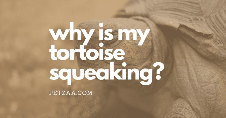 6 Reasons Why Tortoises Squeak, Croak, and Quack? [Tips]