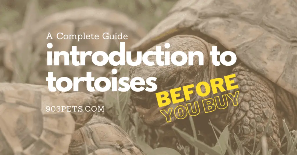 Complete introduction guide to tortoises as pets. Read before you buy.
