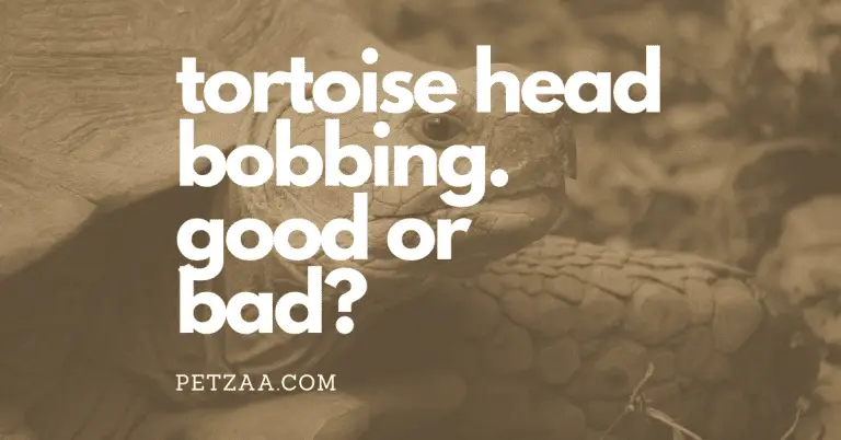 Tortoise Head Bobbing. What is it and why?
