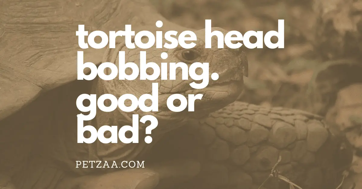 tortoise head bobbing why and is it a problem