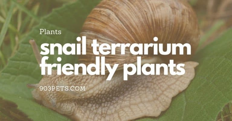 10 Snail Friendly Plants for a Terrarium [Care Instructions]