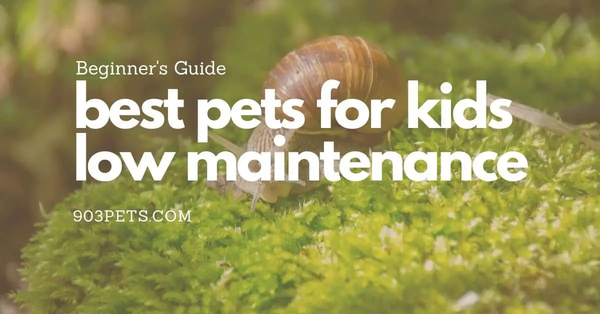 Easiest & Best Beginner Pets for Kids_ Low Maintenance Animals