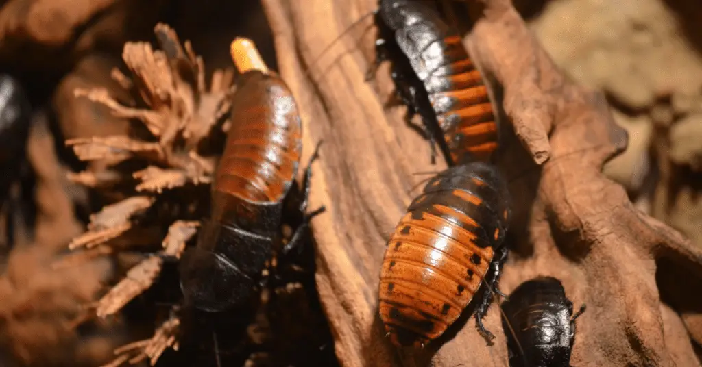 Madagascar hissing cockroaches are the easiest pet for kids