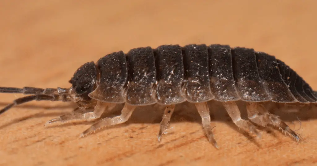 Pillbugs or sowbugs are the easiest pet for kids
