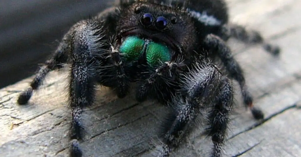 Jumping spiders are the tiny, easiest pet for kids that need minimal care.