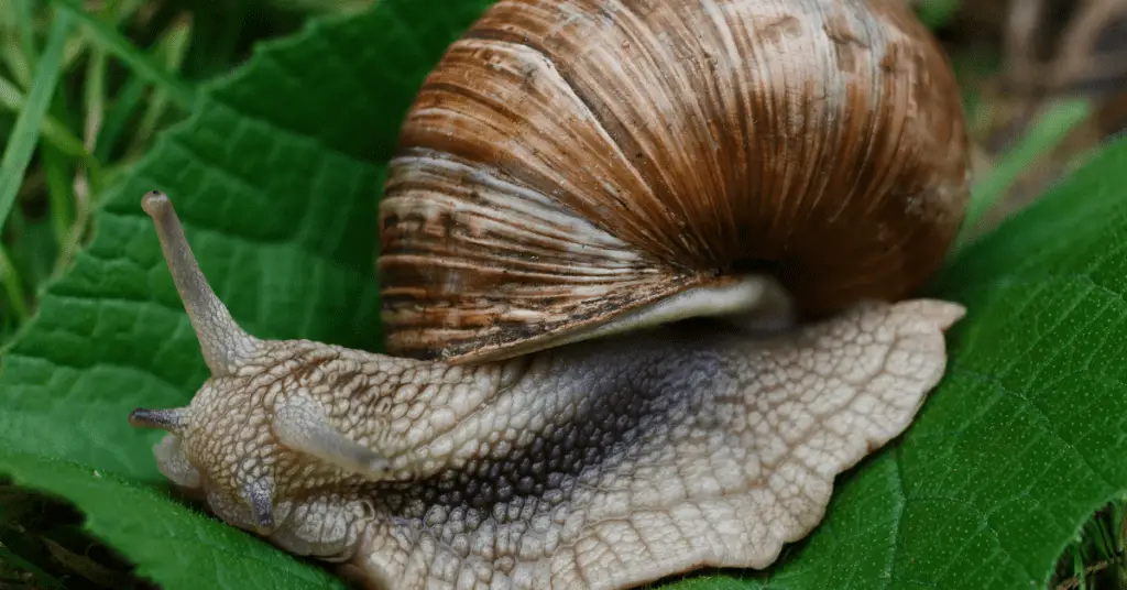 Snails are the easiest pets for kids