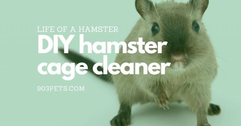 Home DIY Hamster Cage Cleaner: Dangerous Chemicals to Avoid