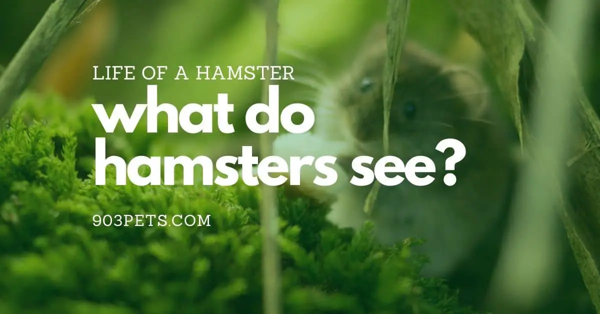 The Life of A Hamster What Do They See