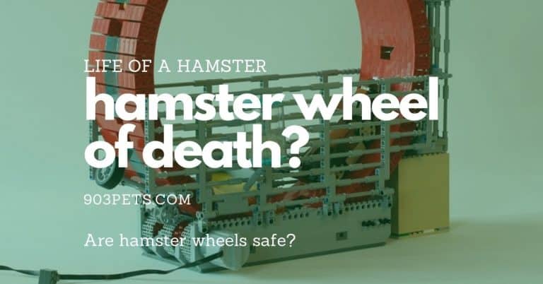 Are Hamster Wheels Safe? [How To Pick]