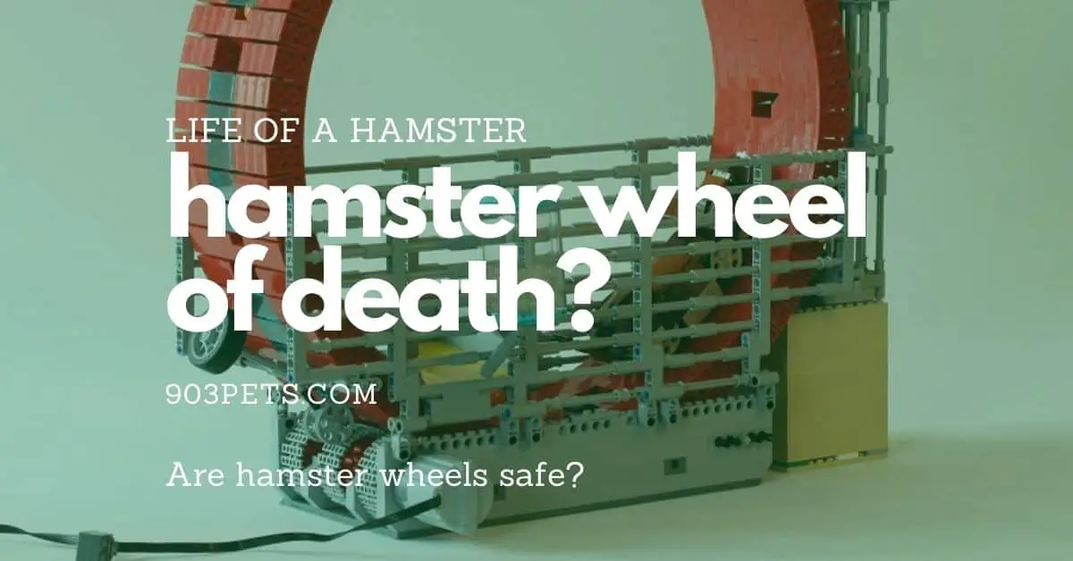 Are Hamster Wheels Safe