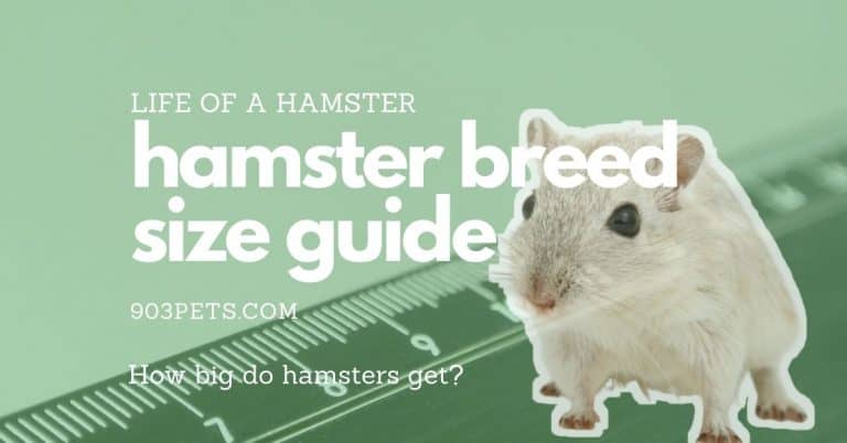 How Big Do Hamsters Get – Sizes Of All 19 Major Breeds [Tables]