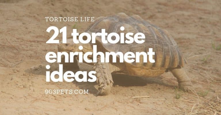 21 Pet Tortoise Enrichment Ideas [Budget Friendly]