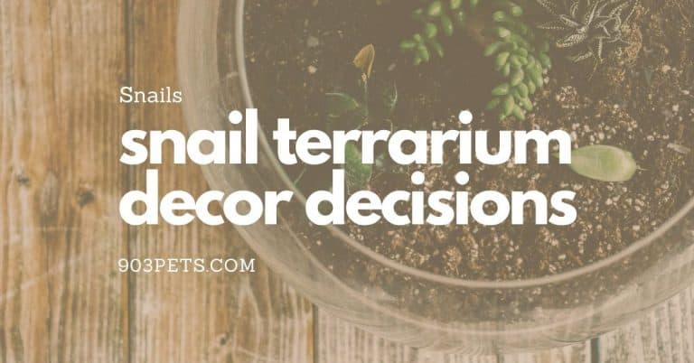 Snail Terrarium (Vivarium) Decor: Creating a Natural Habitat