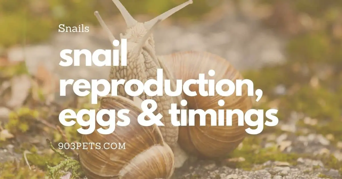 snail reproduction, eggs and hatching times