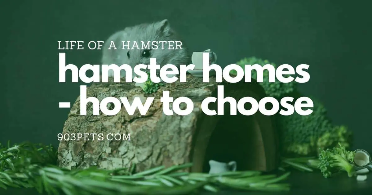 Happy Hamster Homes – How to Choose a Hamster Cage