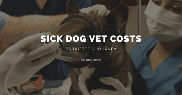Sick Dog Vet Costs – Bridgette’s Journey