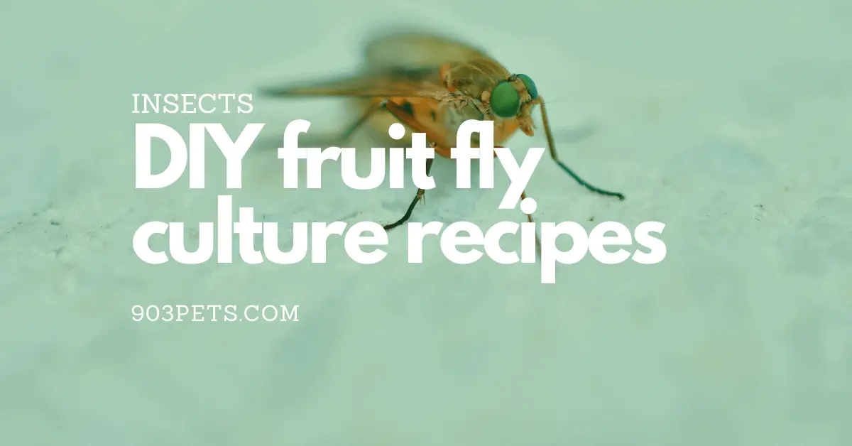 DIY Fruit Fly Culture Recipes