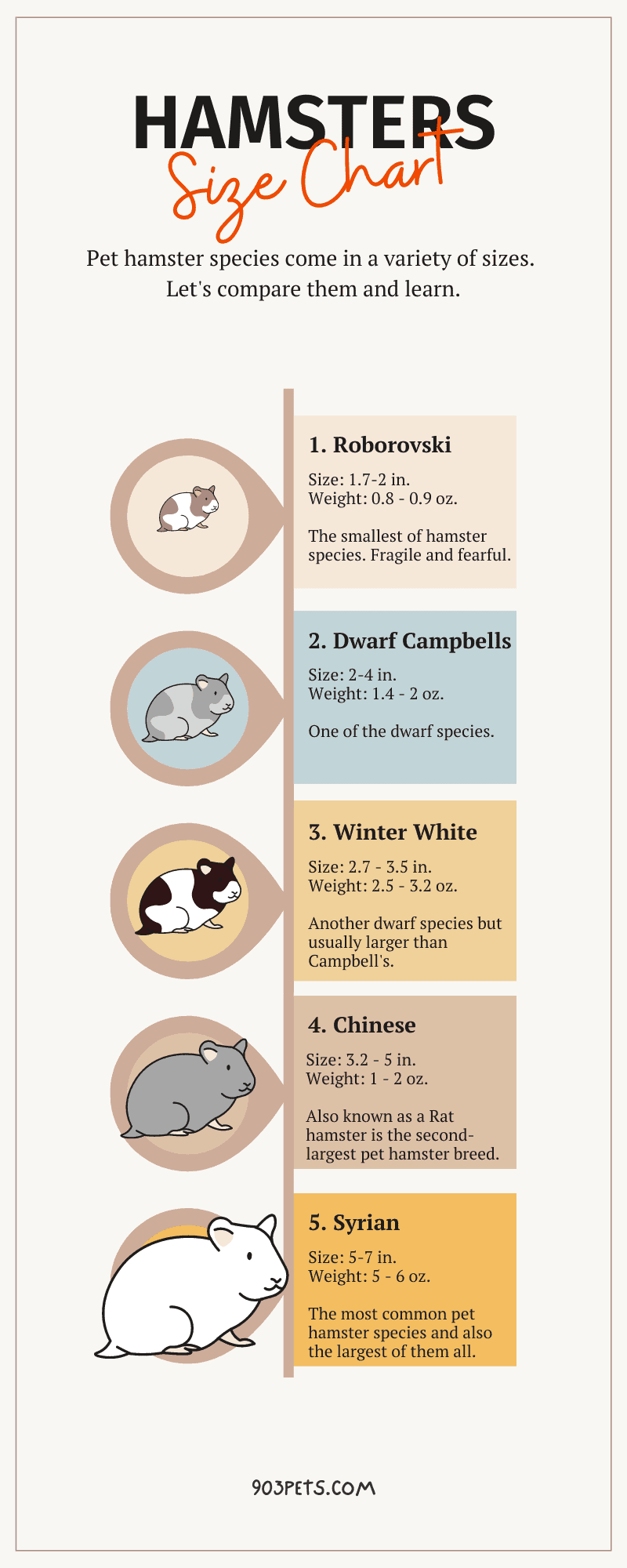 Hamster size chart infographic for pet hamster species.