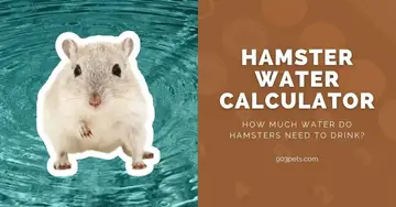 calculator how much water