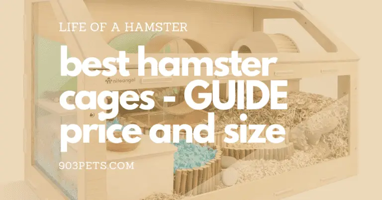 Fresh And Affordable Hamster Cages: Guide 2022