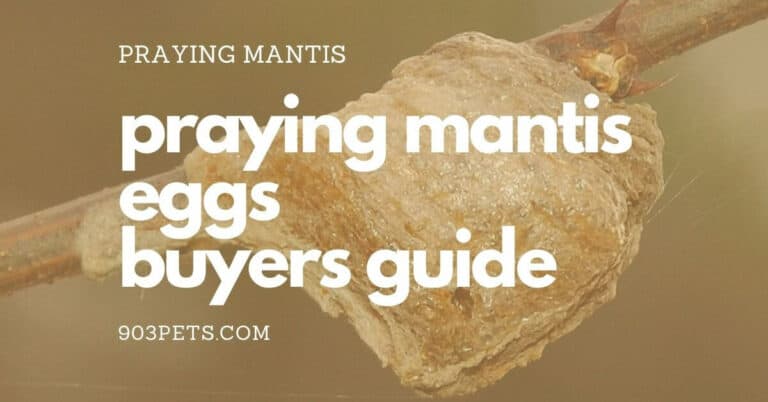 Praying Mantis Egg Cases – Buyers Guide [Info & Tips]