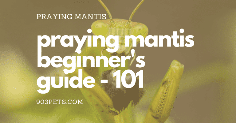 Praying Mantis Pet Keeping – Beginners Guide – 101