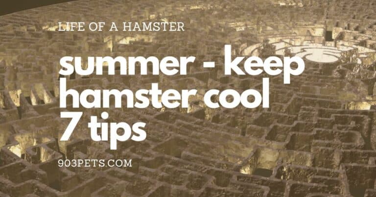 keep hamster cool in summer - 7 tips