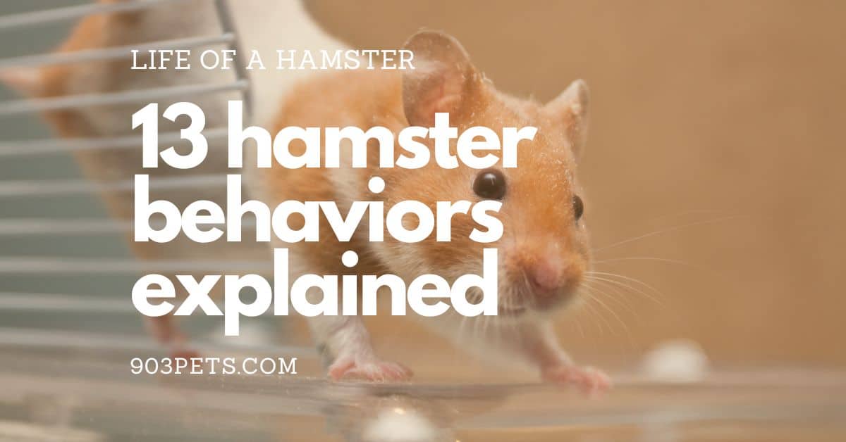13 hamster behaviors - 1