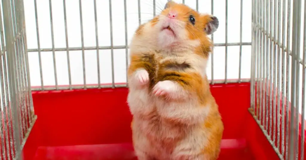 13 hamster behaviors - 4