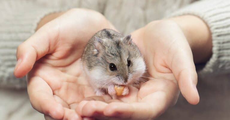 Hamster Weirdness: 13 Hamster Behaviors Explained - 903Pets